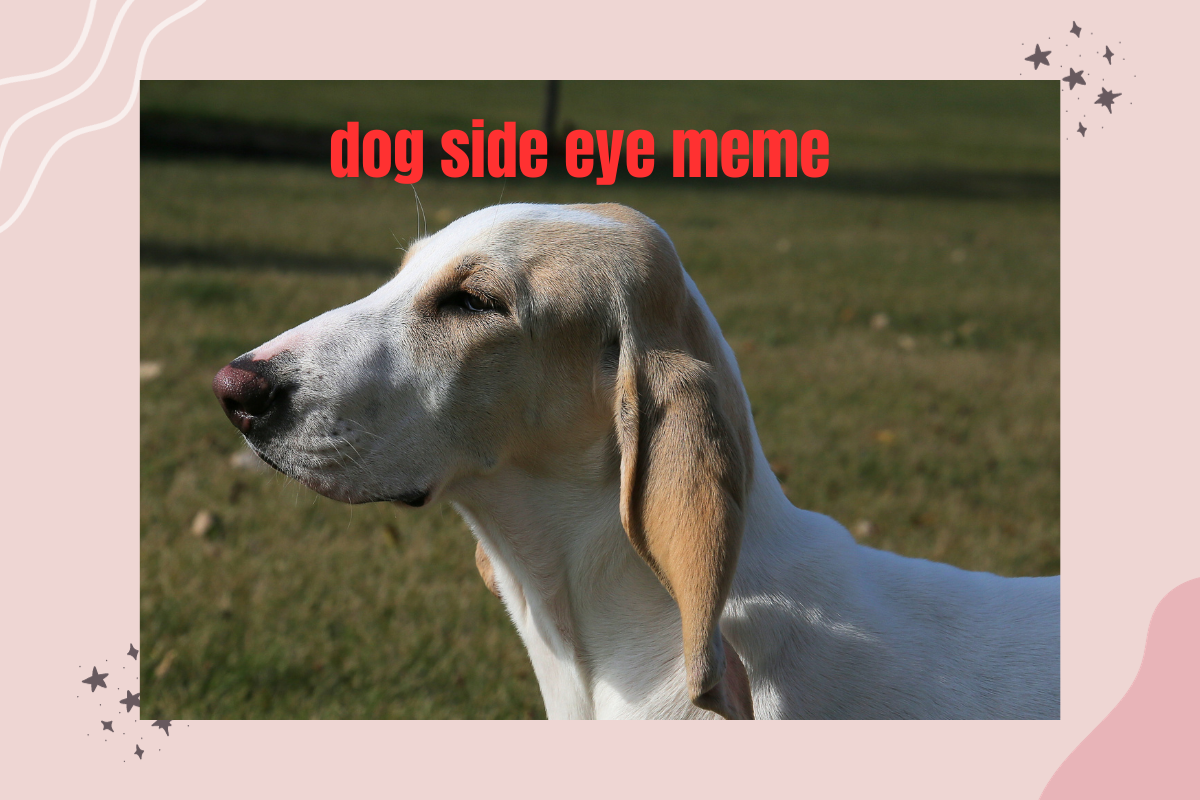 dog side eye meme