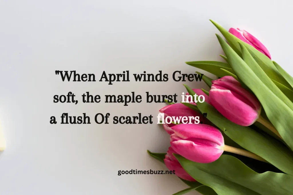 Tulip Quotes