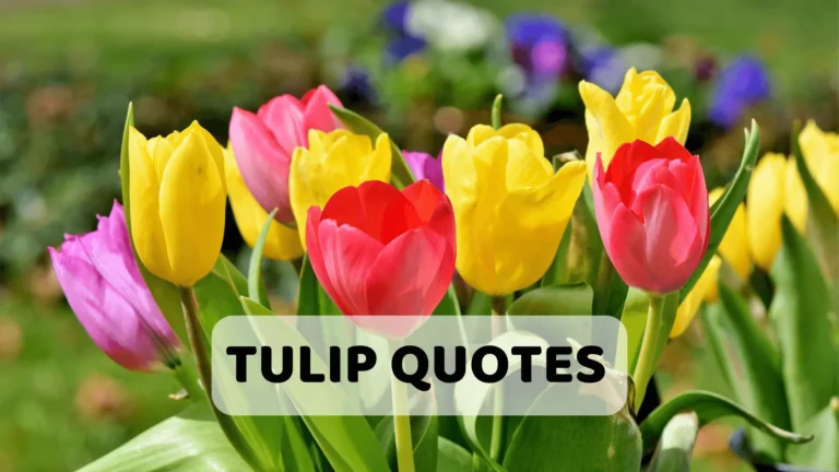Beautiful Tulip Quotes: A Bouquet of Wisdom