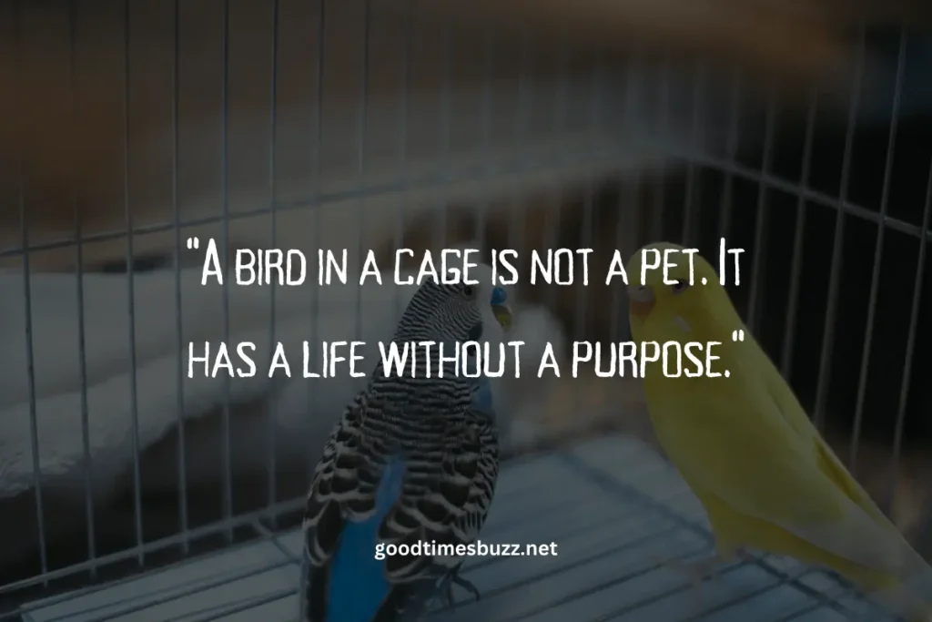 birds in a Cage quotes